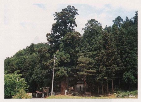 大森神社の大スギ