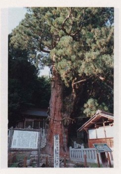 大湫神明神社の大スギ