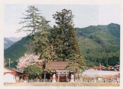 県神社のスギ
