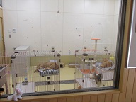動物愛護の拠点施設を新設の画像2