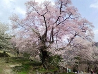 善勝寺の桜写真