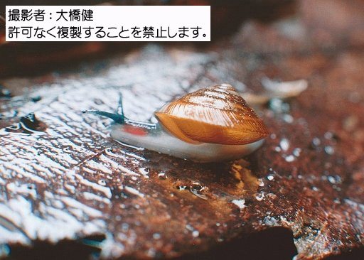 写真を拡大表示します 写真を拡大表示します