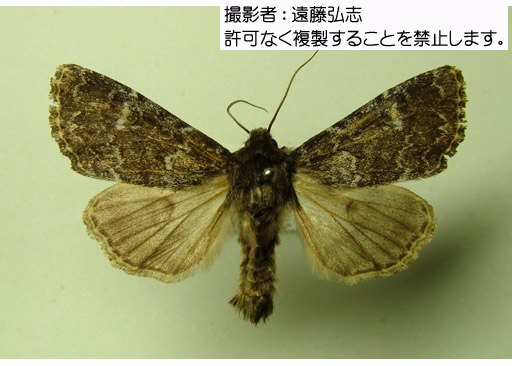写真を拡大表示します 写真を拡大表示します