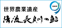 清流長良川の鮎