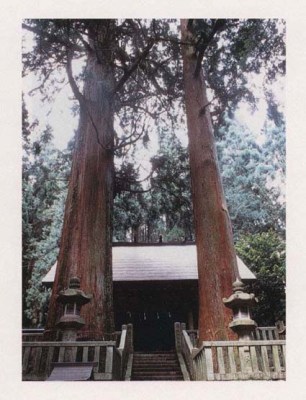 恵那神社の夫婦スギ