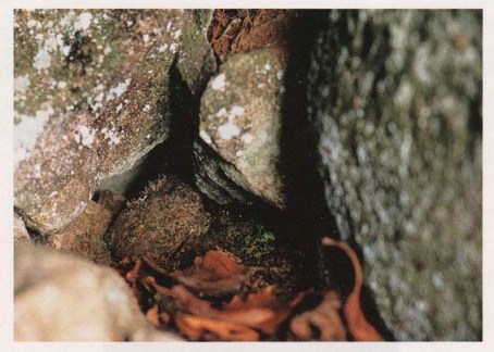 笠置山のヒカリゴケ