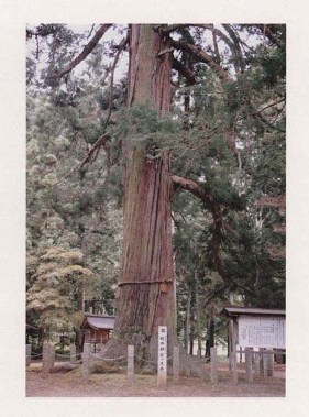 槻本神社のスギ