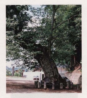 住吉神社のケヤキ