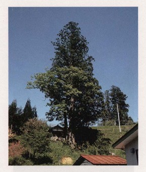 若宮八幡神社スギとトチノキの双生樹