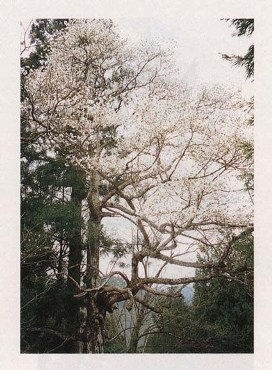 栗原神社のコブシ