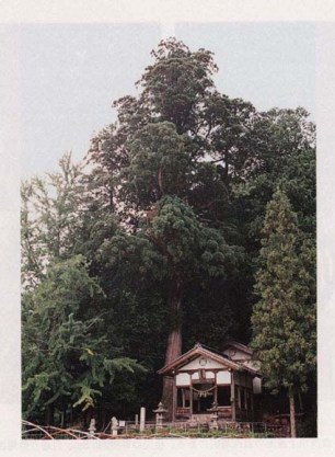 和川白山神社のスギ