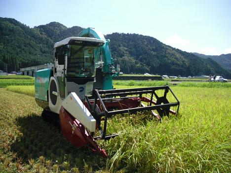 稲ホールクロップサイレージの収穫・調整作業の状況1