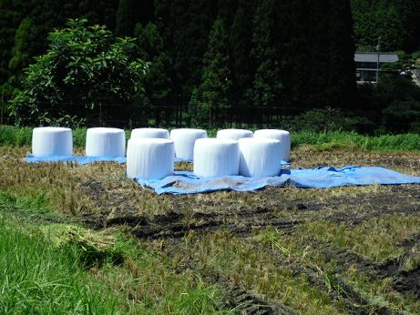 稲ホールクロップサイレージの収穫・調整作業の状況3