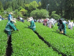 品評会に向けた茶の手摘み