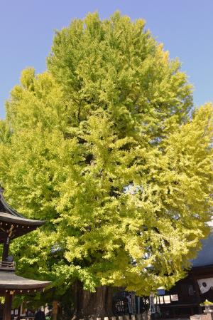 飛騨国分寺の大ｲﾁｮｳ