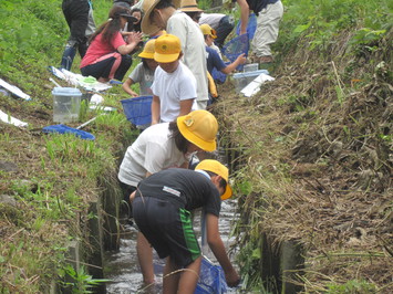 H27田んぼの学校（生き物調査）