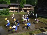 多面田植え