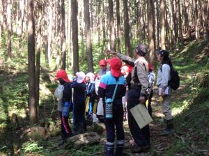 小学生がスギ人工林を見ている写真
