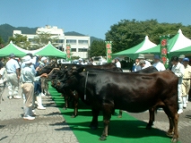 岐阜県種牛共進会