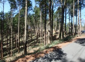 観光道路沿いの整備された森林の写真