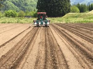 青刈りトウモロコシ播種の様子