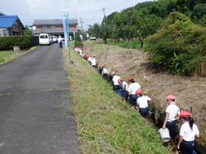 用水路の生き物調査