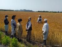小麦収穫適期の情報提供