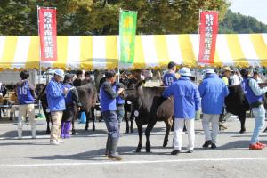 第22回県畜産共進会種牛の部