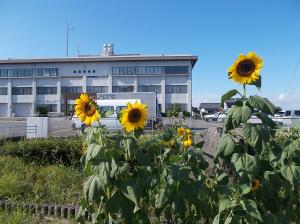 ひまわり