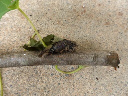 マイマイガ蛹