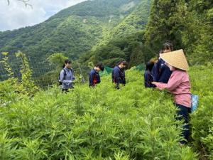 薬草体験教室