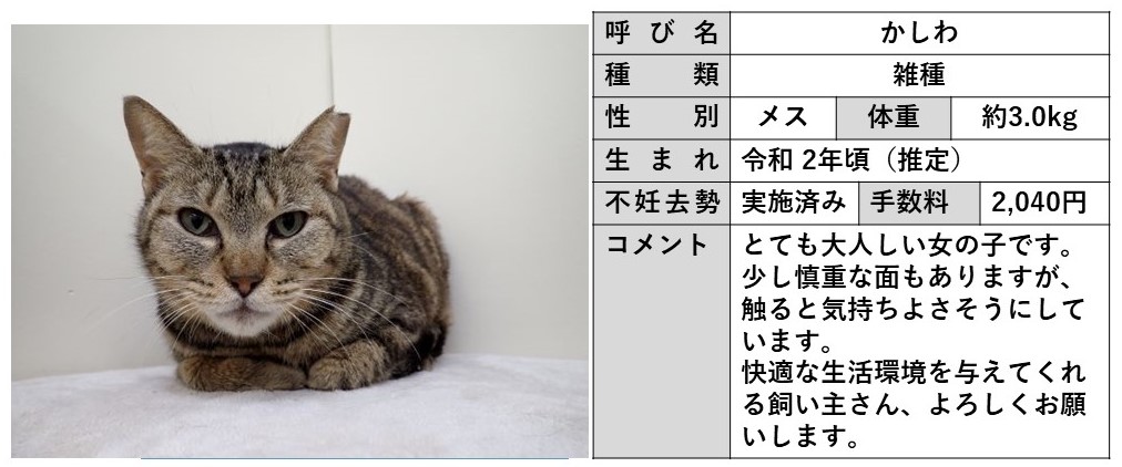 かしわ