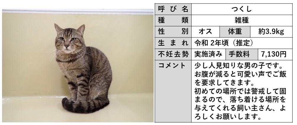 つくし