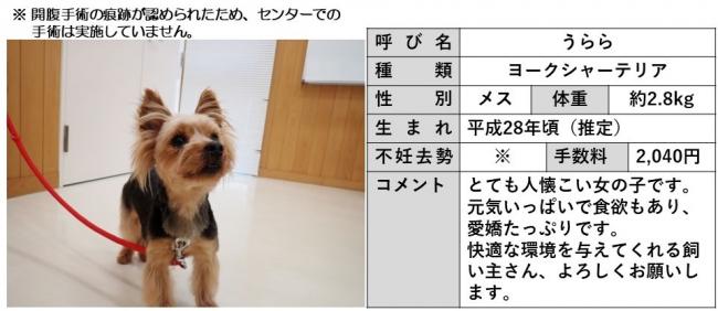 うらら