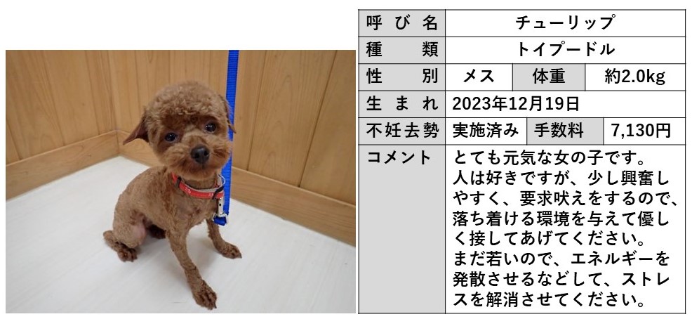 ちゅーりっぷ