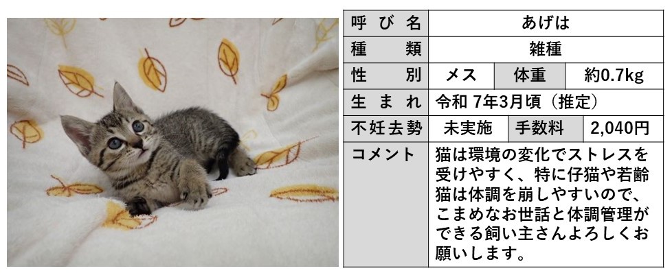 あげは