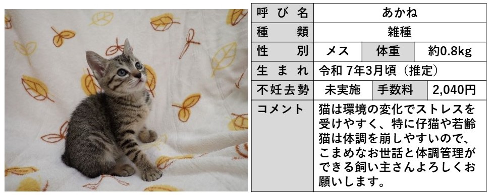 あかね