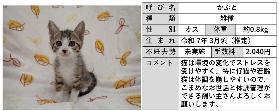 かぶと