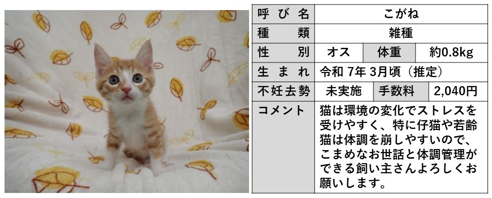 こがね
