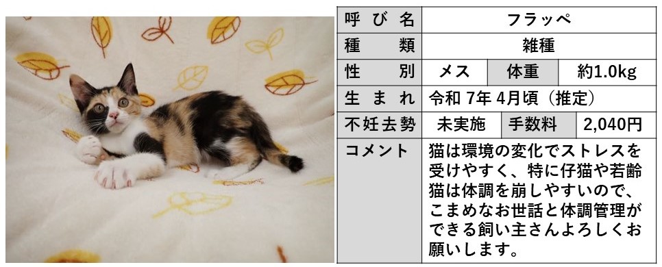 フラッペ