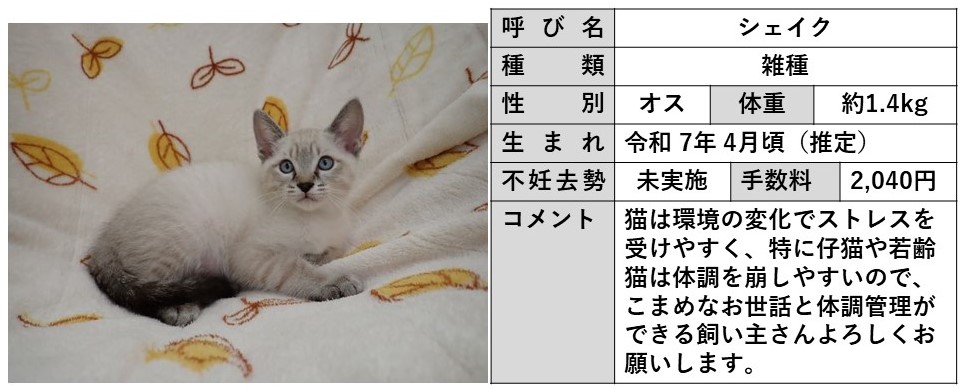 シェイク