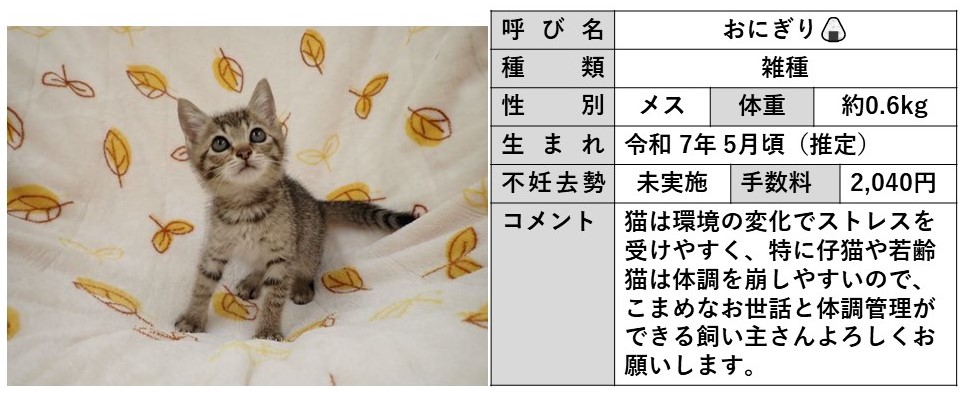 おにぎり
