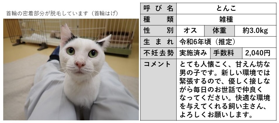 とんこ
