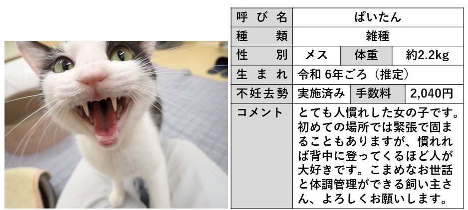 ぱいたん