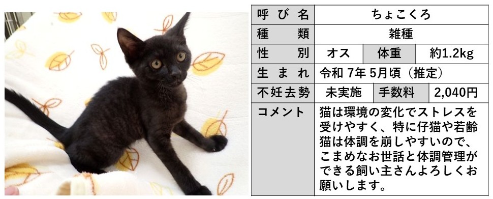 ちょこくろ