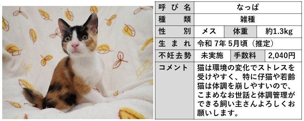 なっぱ
