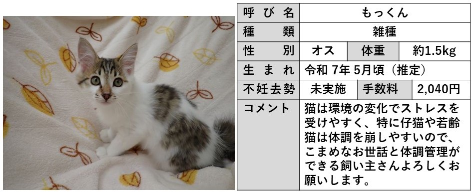 もっくん