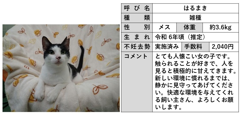 はるまき