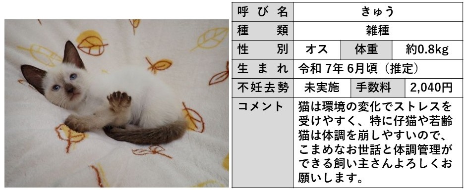 きゅう