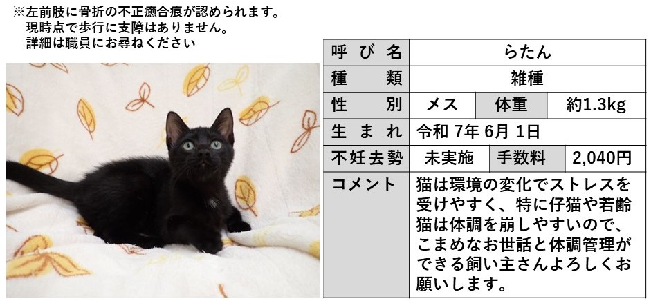 らたん